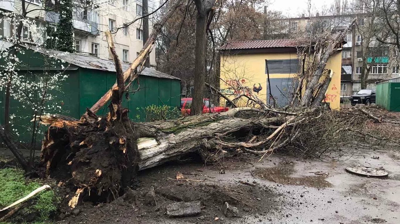 В Одесі дерево впало на жінку: в якому стані постраждала