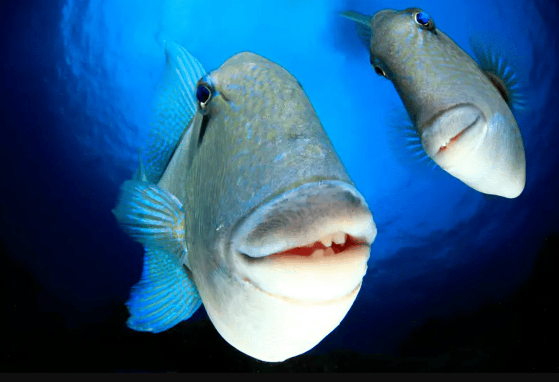 Рыба улыбается и показывает большие губы.