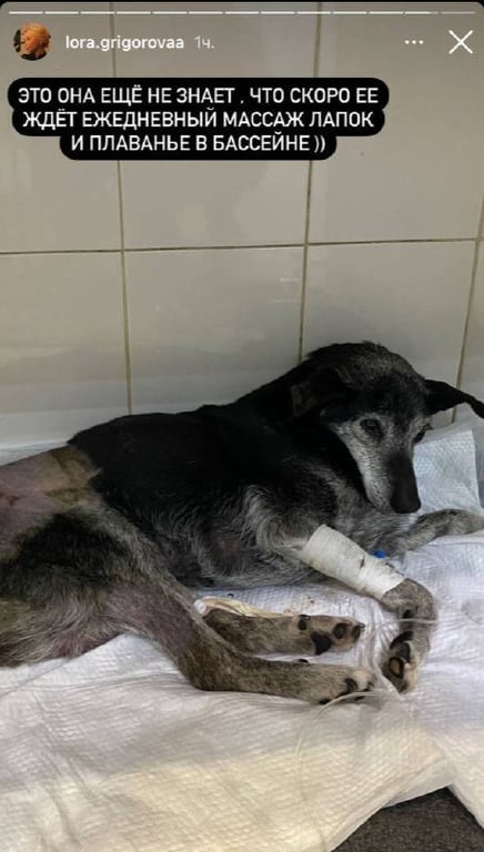 Собака, которую переехал Mercedes в Одессе