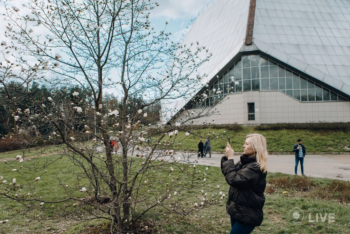 Магнолії в ботсаду