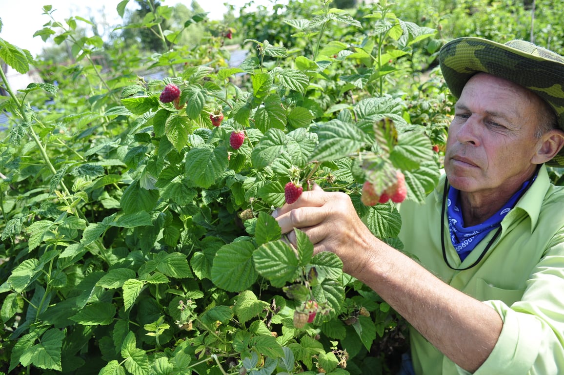 Что нельзя сажать рядом с малиной