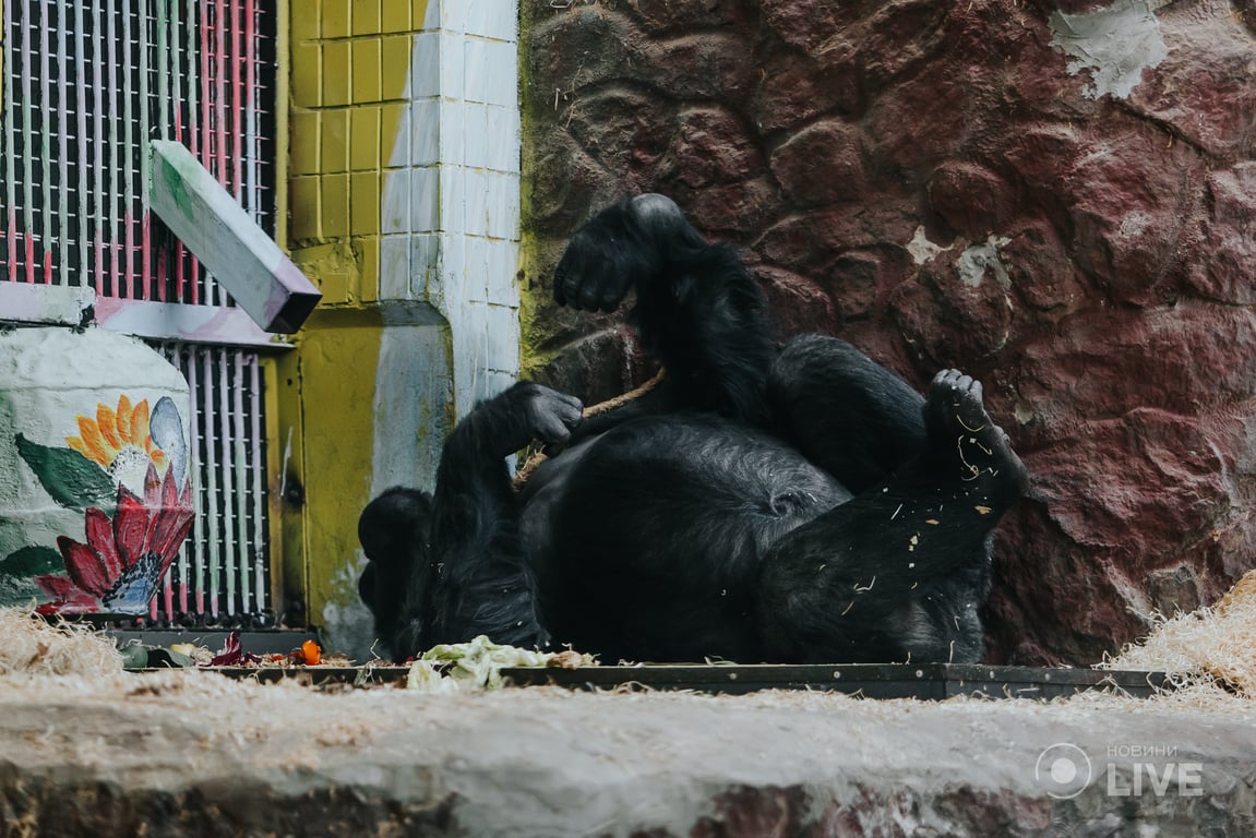 Горила Тоні