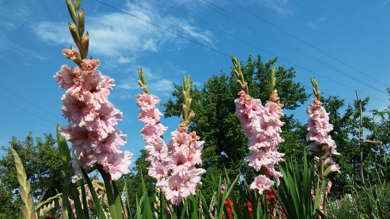 Коли саджити гладіолуси