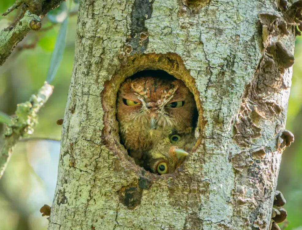 Сова слилась с деревом