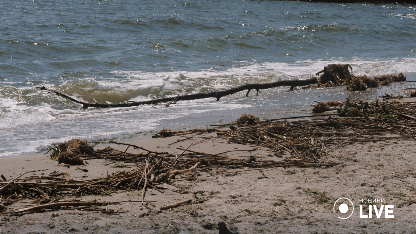 Грязное Черное море. Фото: Новости.