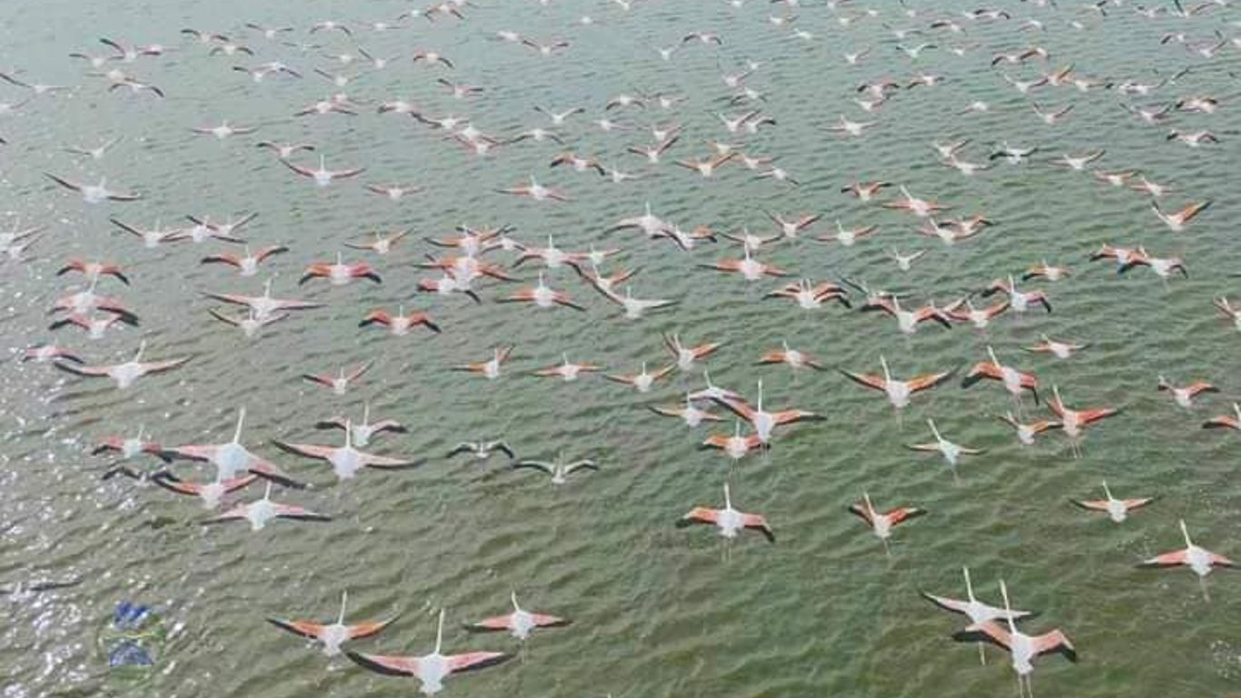 На Одещині залишилися тисячі рожевих фламінго