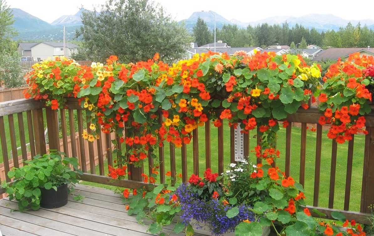 Коли садити Настурцію