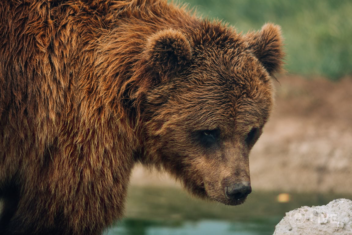 ведмежий притулок "Біла скеля"