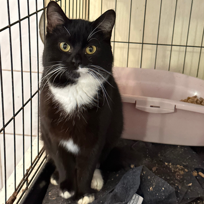 кіт Фелікс із притулку "Сіріус"