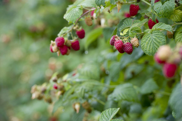 Можно ли сажать рядом с малиной клубнику