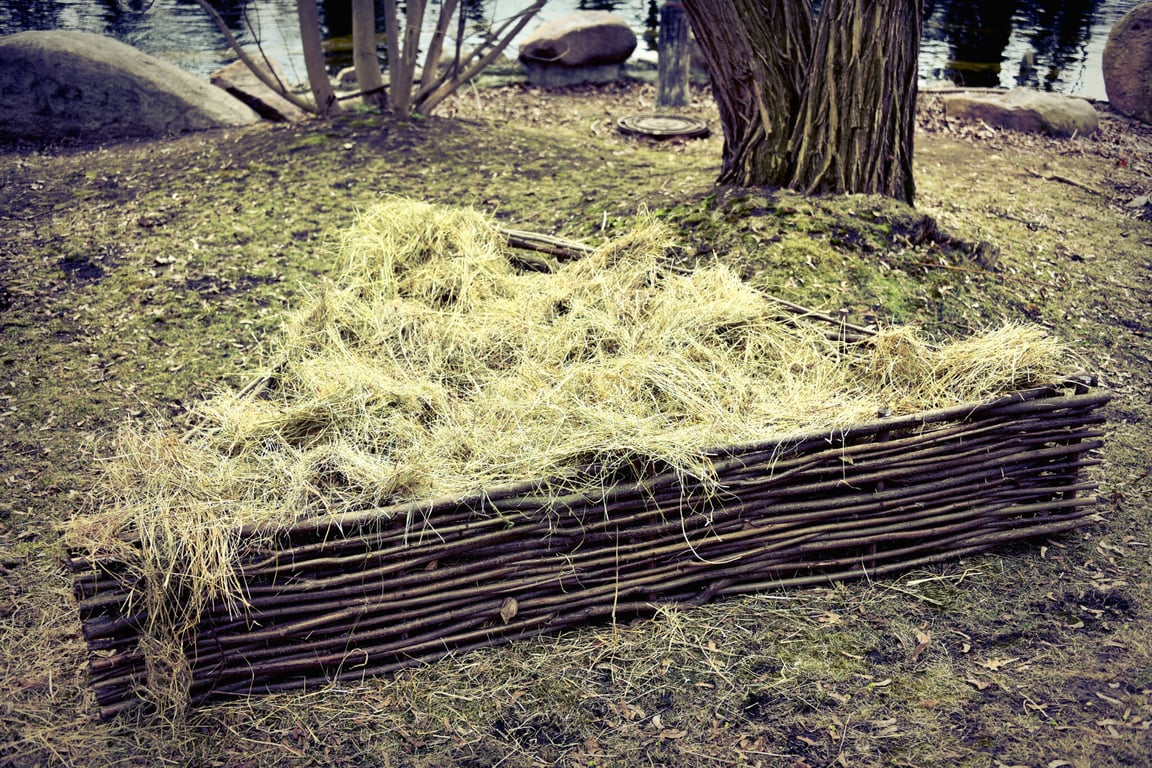 Пеликаны в Киевском зоопарке