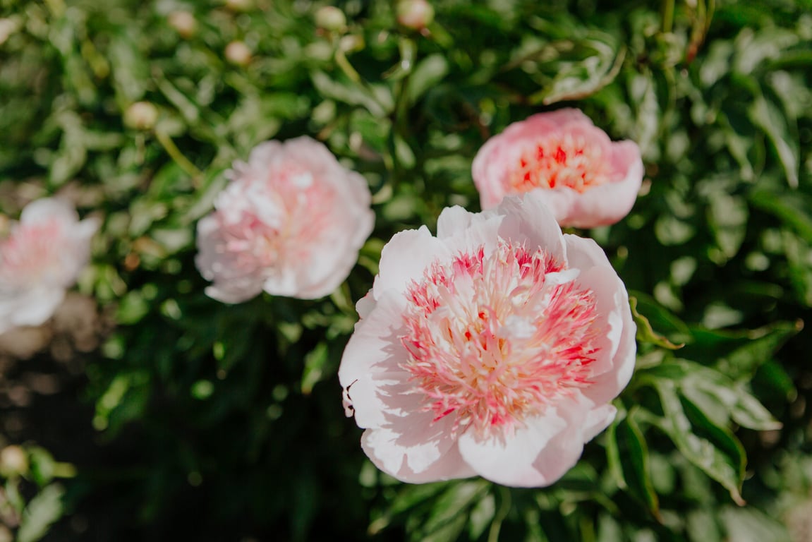 Пион "Жемчужная россыпь"