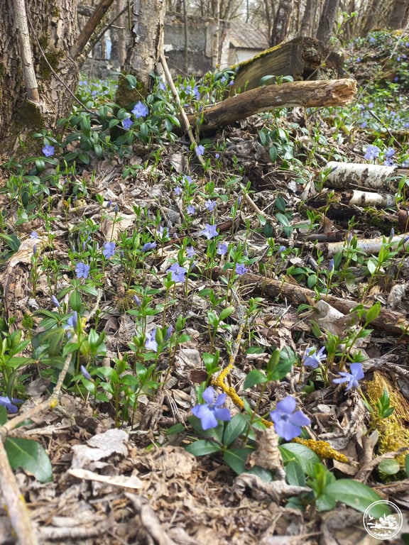 Як цвіте у Зоні ЧАЕС барвінок