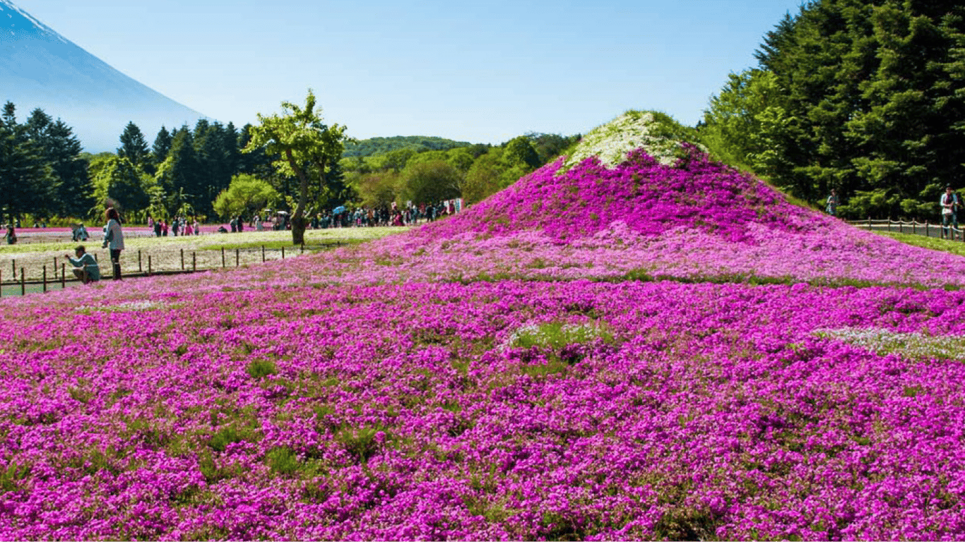 Чому повний Місяць у квітні назвали "Рожевим"