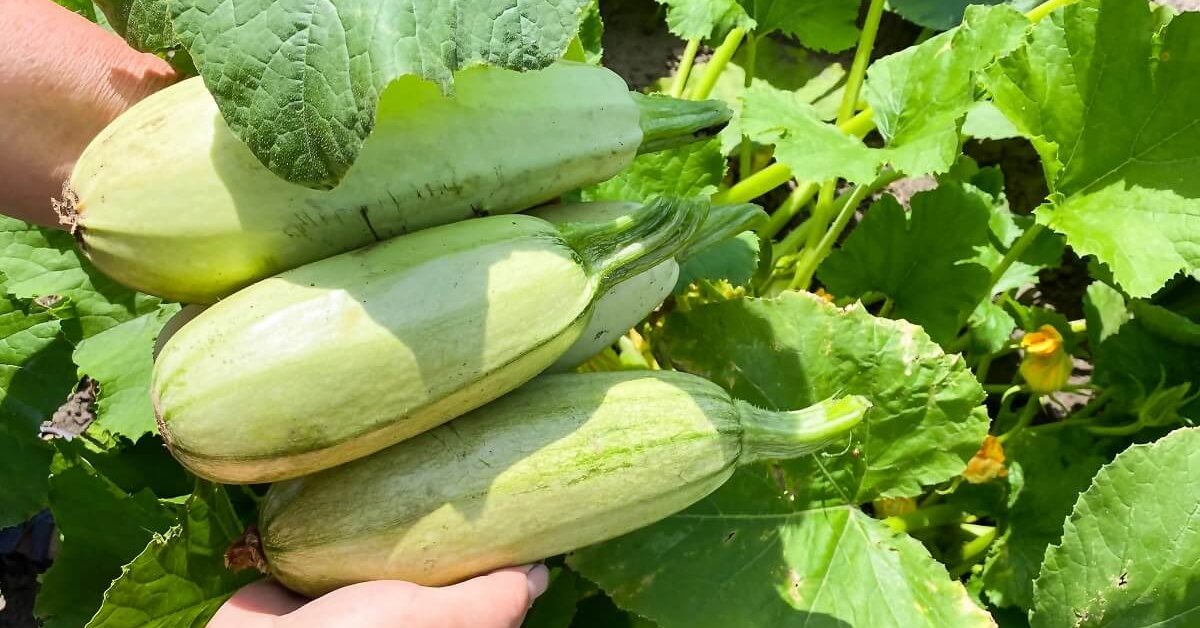 Як розрахувати правильну кількість води для поливу кабачків