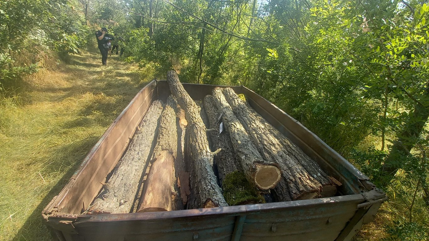 Причеп з врубленими деревами. Фото: ГУНП в Одеській області.