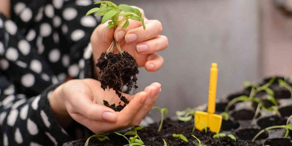 Как Луна влияет на растения и какие фазы опасны