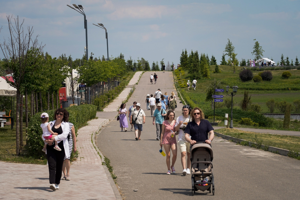Лавандові поля у Добропарку