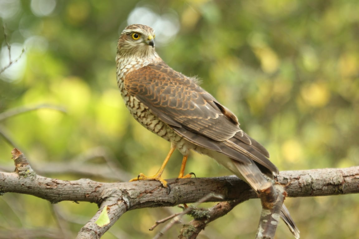 Какая вы птица за месяцем рождения — сентябрь