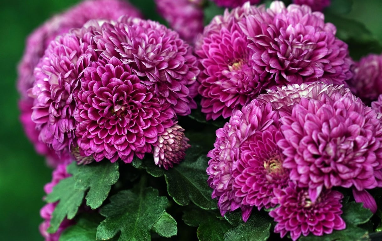 Спосіб вирощування хризантеми