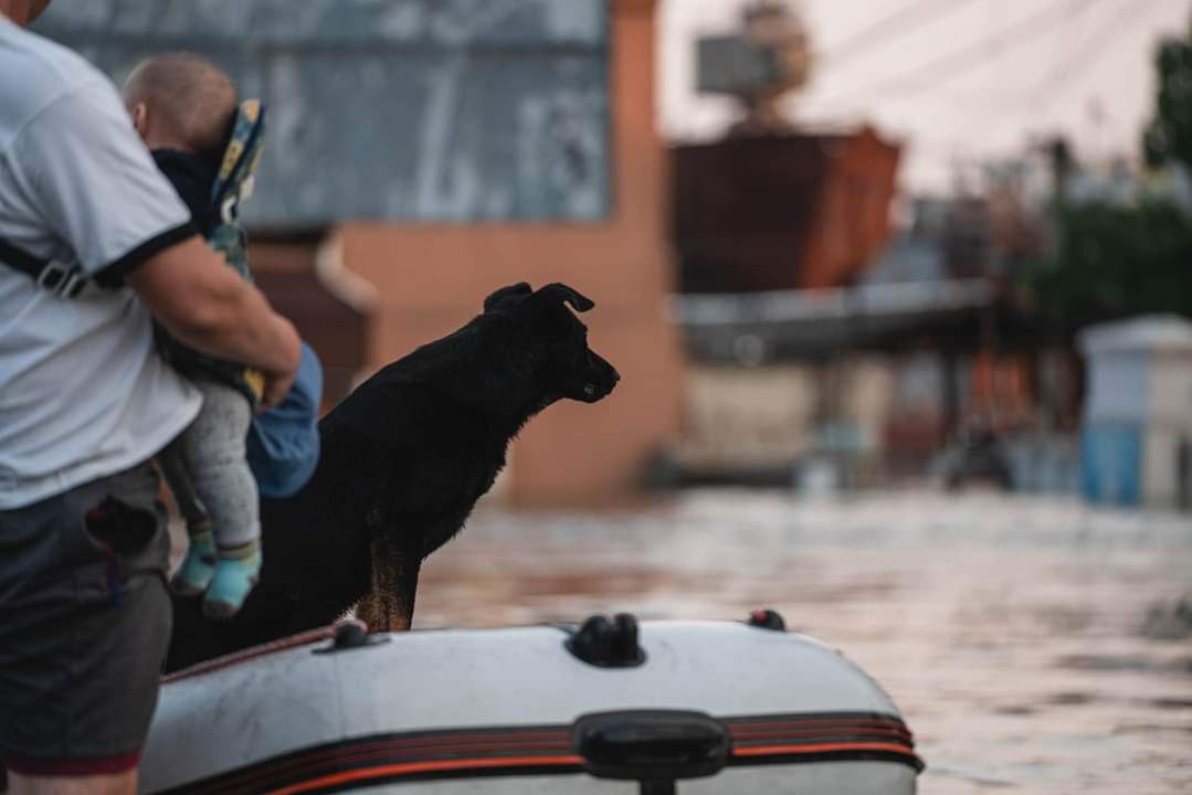 В Херсоне спасали даже домашних животных