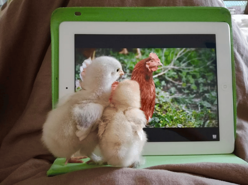 Курчата дивляться на курку