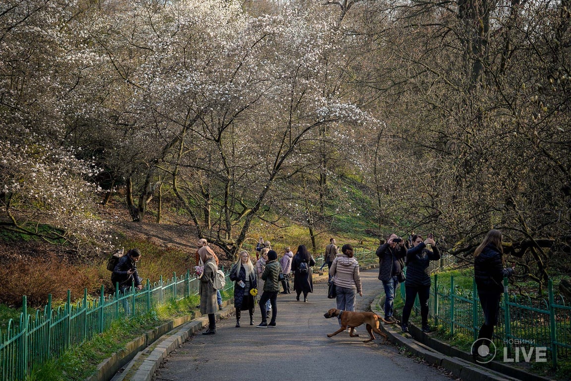 Магнолії в ботсаду ім.Фоміна