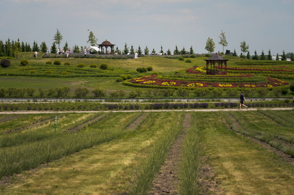 Лавандові поля у Добропарку