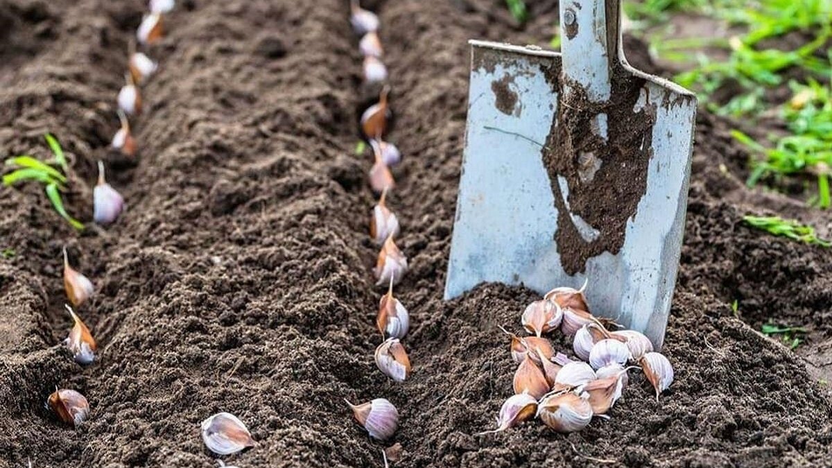 Що добре садити поруч з часником