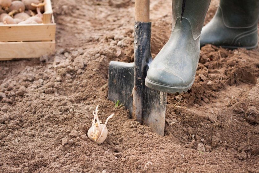 Важливі нюанси та хитрощі при посадці картоплі