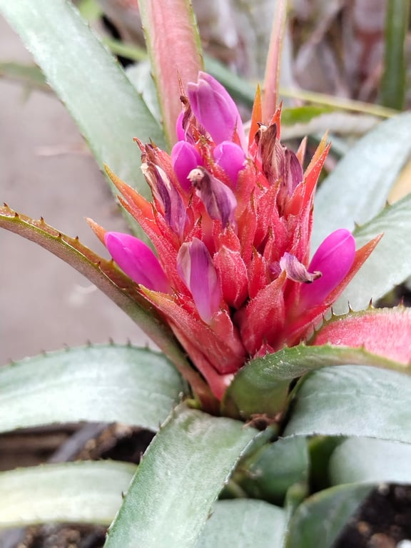 Aechmea recurvata