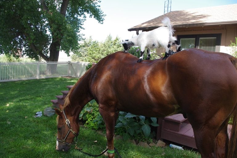 животные друзья