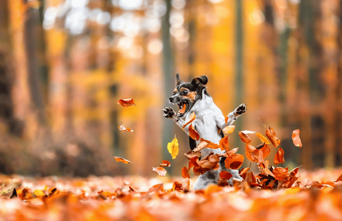 Собака в осінньому листі