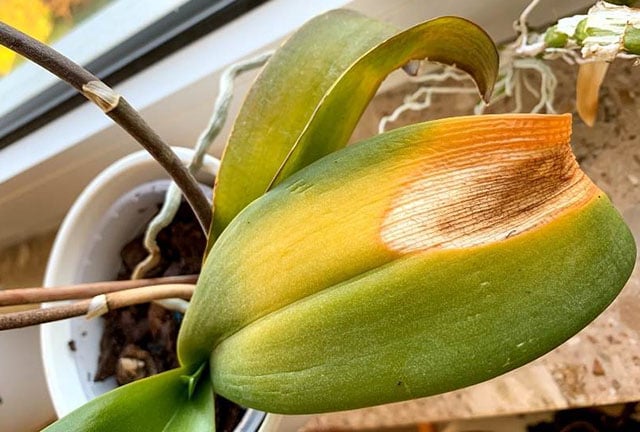 Як виглядає опік у орхідеї