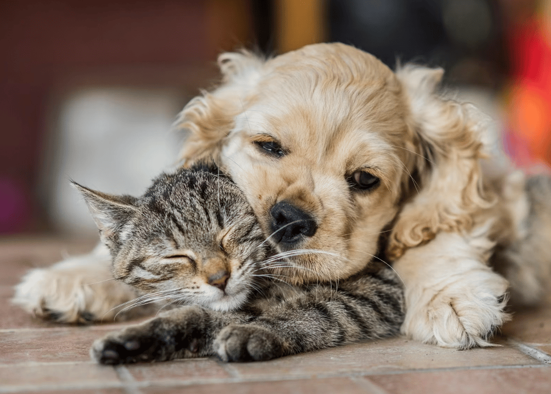 Кіт та собака