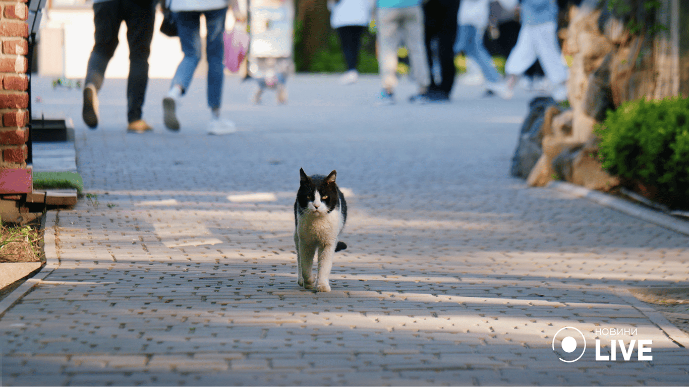На прогулянку сонячним днем вийшов й кіт. Фото: Юлія Браславська / Новини.LIVE 