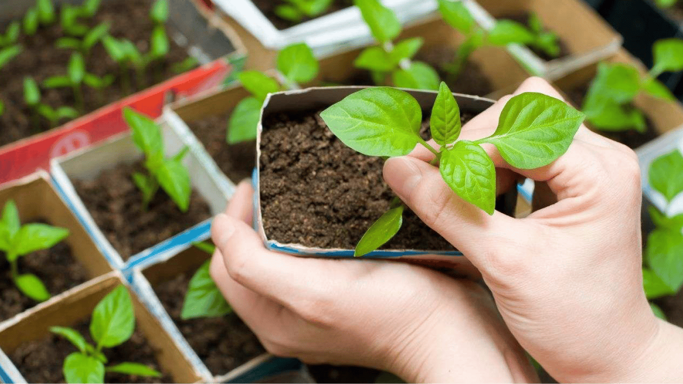 Когда и как сеять семена перца — благоприятные даты в апреле 2023 года