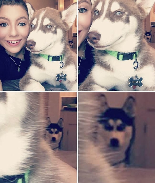 Смішне фото собак