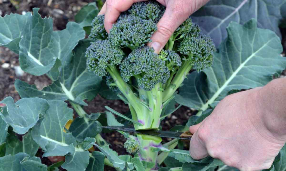 Що посадити поруч з броколі