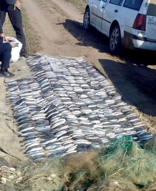 Браконьєри в Одеській області виловили  риби на 1,7 мільйона гривень