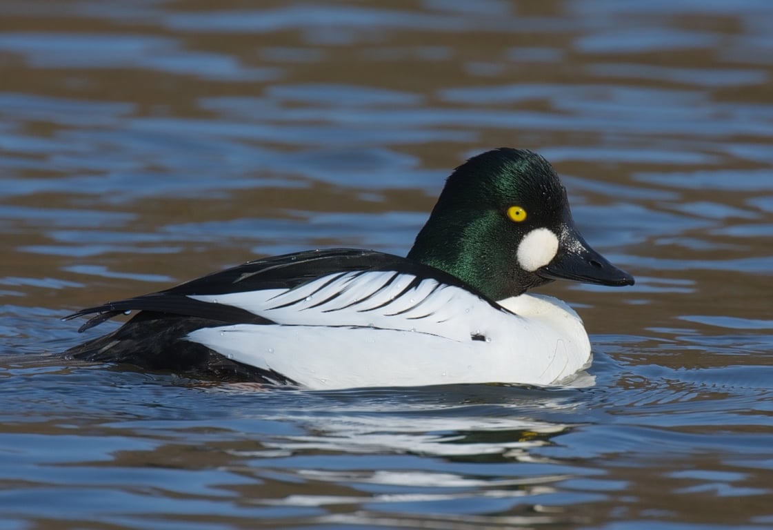 Bucephala clangula