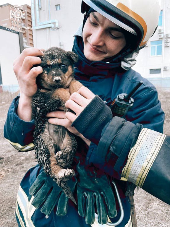 порятунок цуценя