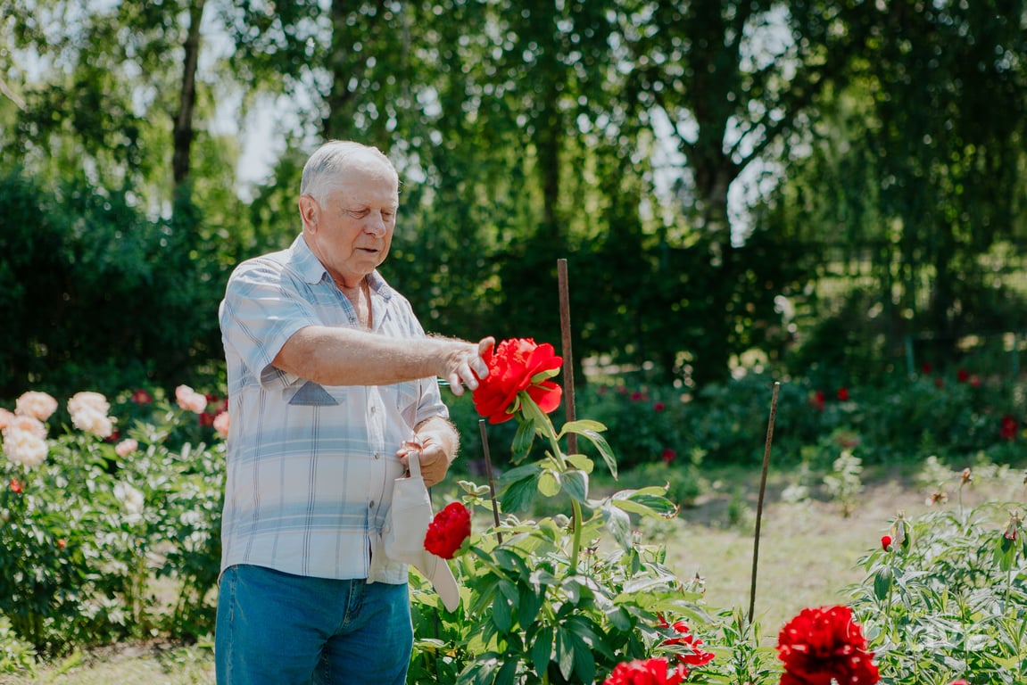 півонії в ботсаду