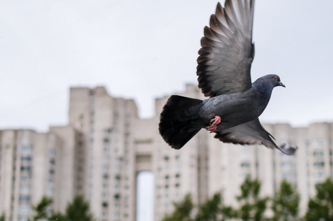 На що слід звернути увагу, коли голуб сідає на підвіконня