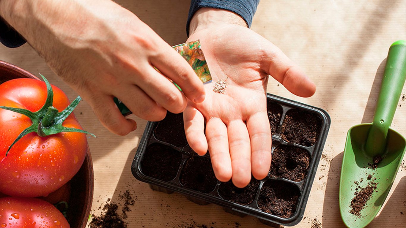 помидоры посеять на рассаду в марте 2024