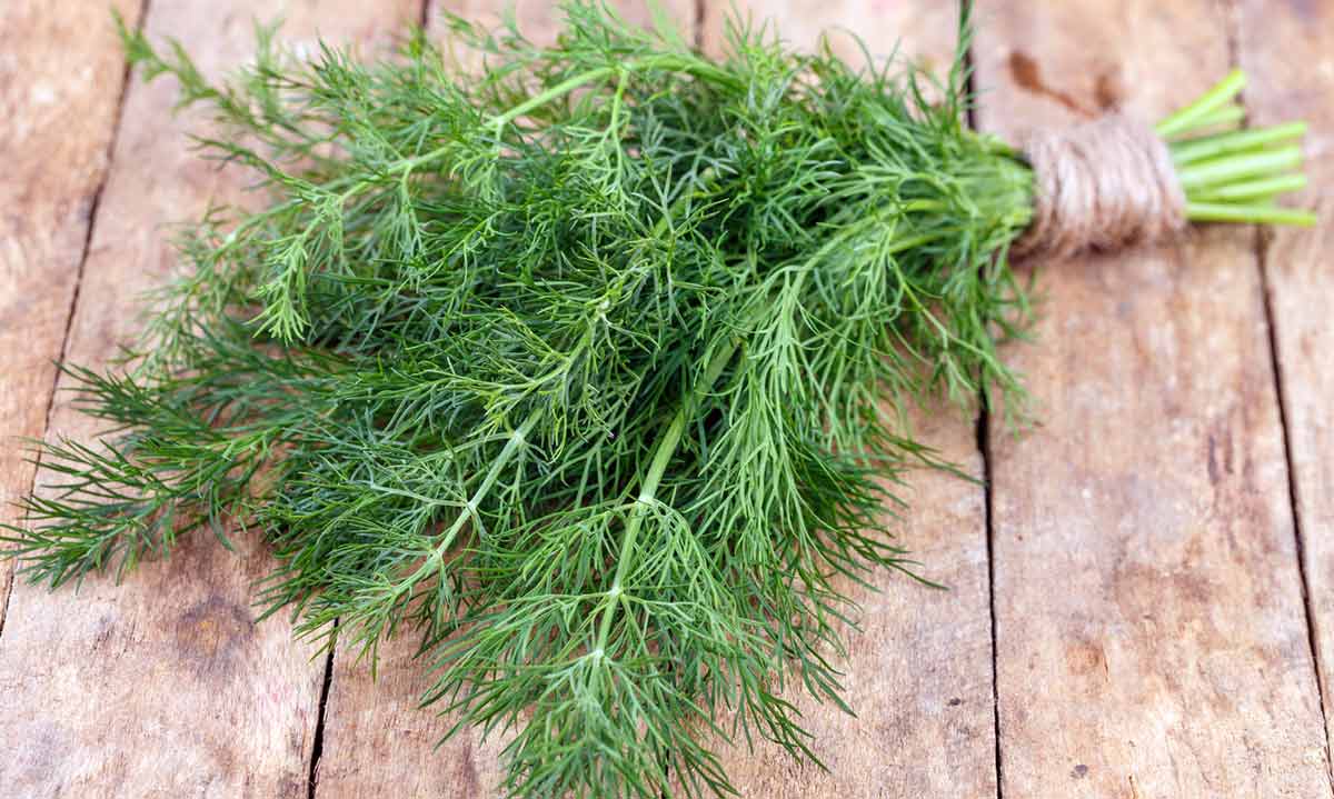 Медики виявили користь кропу