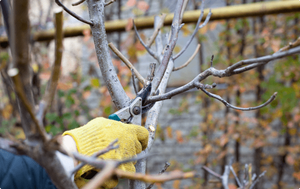 Як підготувати плодові культури до нового сезону