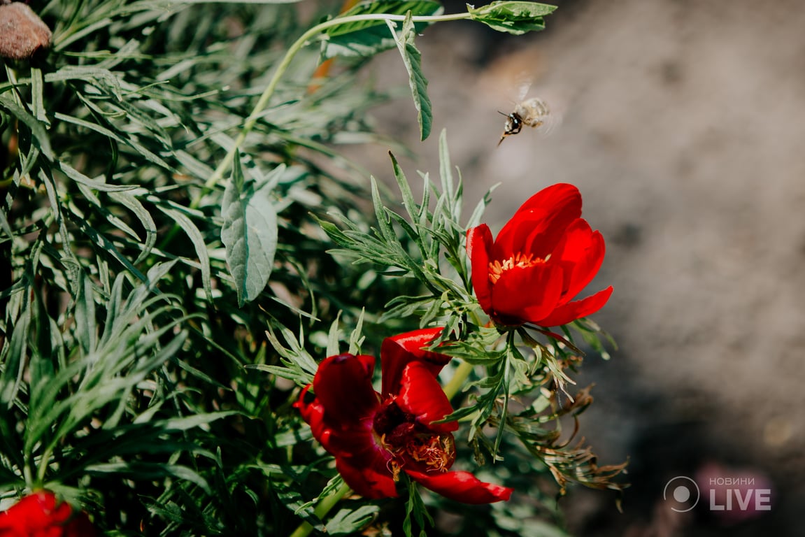 півонії в Київському ботсаду