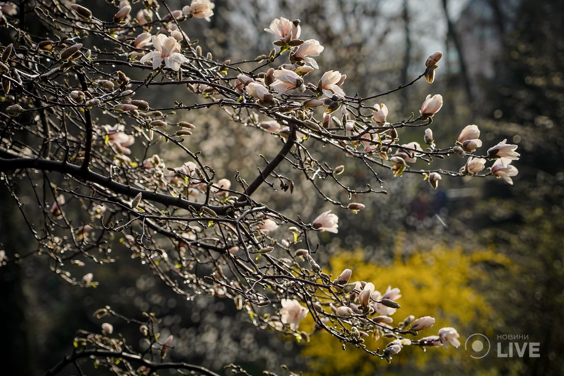 Магнолії в ботсаду ім.Фоміна