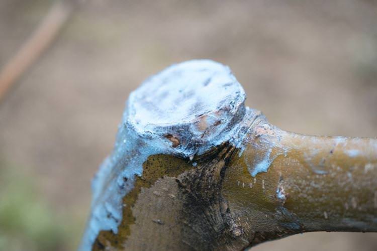 Бордоська рідина для обробки дерев